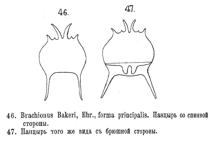 Brachionus bakeri