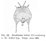 Brachionus bakeri