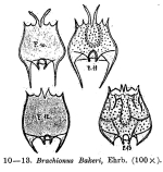 Brachionus bakeri