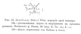 Brachionus bakeri