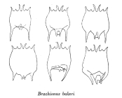 Brachionus bakeri