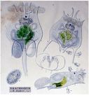 Brachionus bakeri