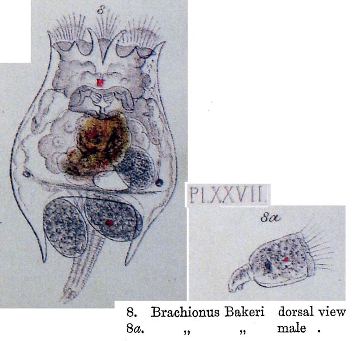 Brachionus bakeri