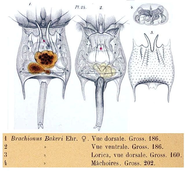 Brachionus bakeri