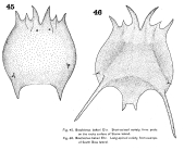 Brachionus bakeri