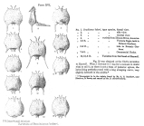 Brachionus bakeri