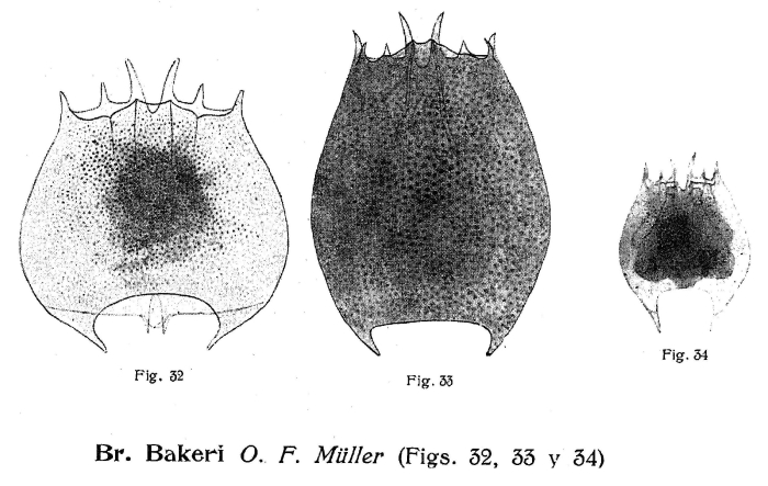 Brachionus bakeri