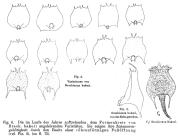 Brachionus bakeri