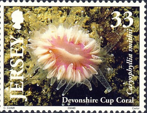 Caryophyllia smithii