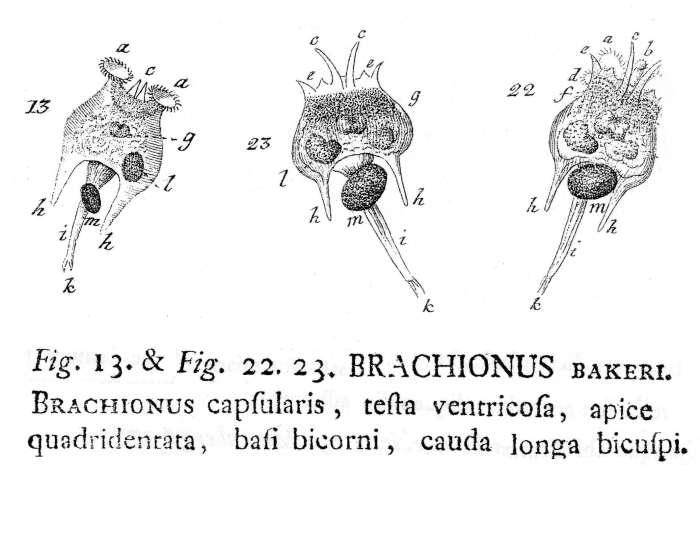 Brachionus bakeri - Original description image