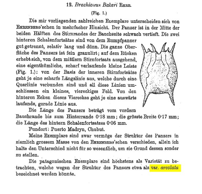 Brachionus bakeri var. areolatus