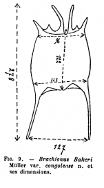 Brachionus bakeri var. congolense - Original description image