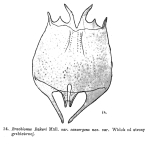 Brachionus bakeri var. convergens - Original description image