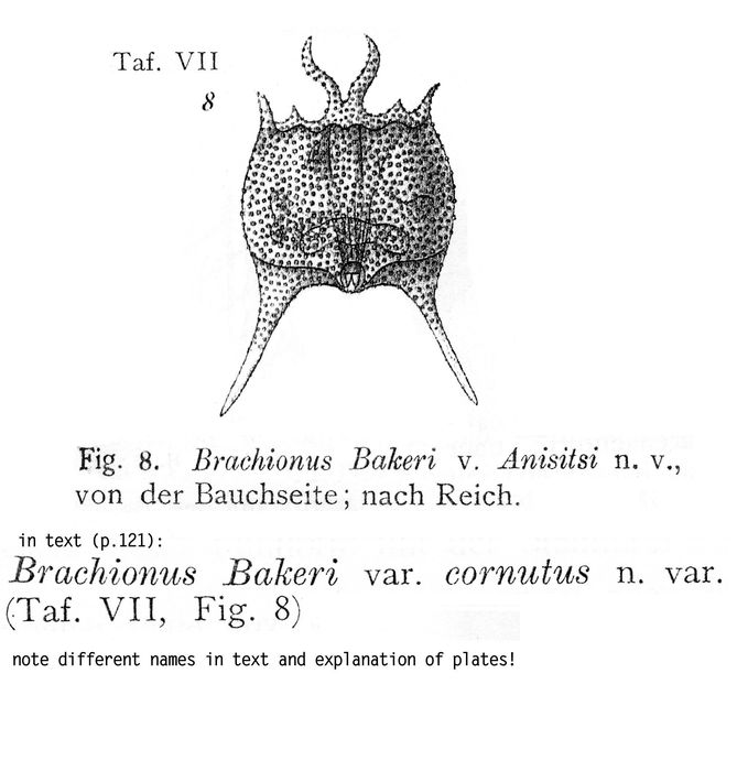 Brachionus bakeri var. cornutus - Original description image