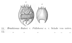 Brachionus bakeri var. fuelleborni