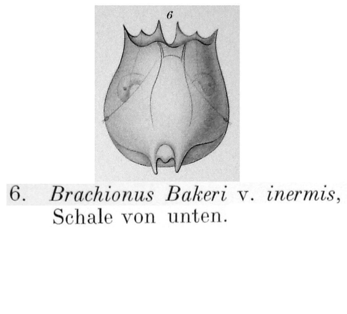 Brachionus bakeri var. inermis