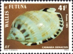 Casmaria erinaceus
