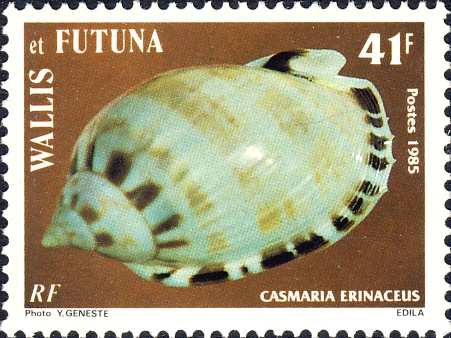 Casmaria erinaceus