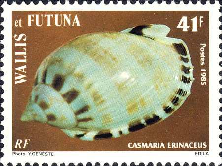Casmaria erinaceus Casmaria erinaceus