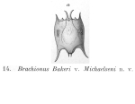 Brachionus bakeri var. michaelseni