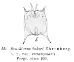 Brachionus bakeri var. rectangularis - Original description image