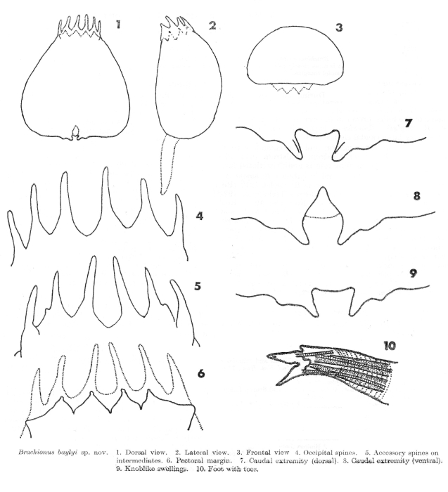 Brachionus baylyi - Original description image