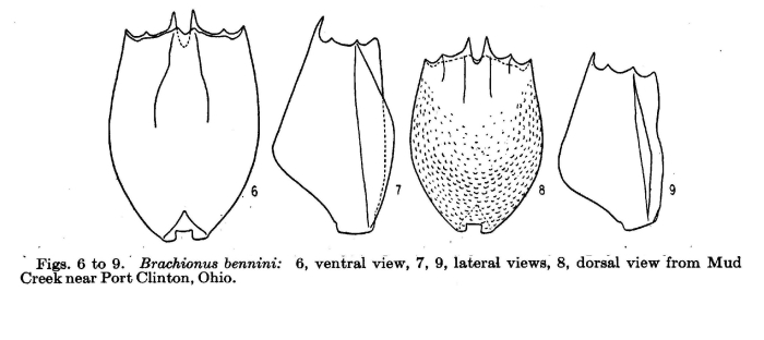 Brachionus bennini
