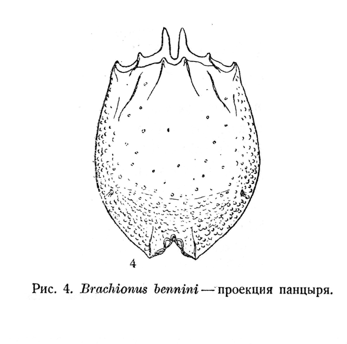 Brachionus bennini