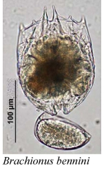Brachionus bennini