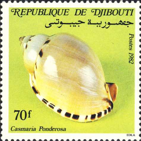 Casmaria ponderosa Casmaria ponderosa