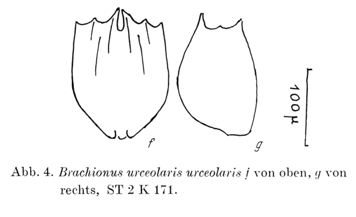 Brachionus bennini