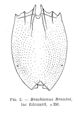 Brachionus bennini