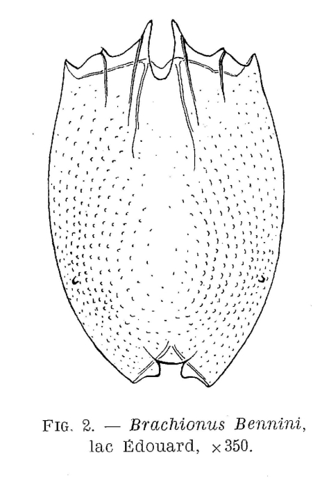 Brachionus bennini