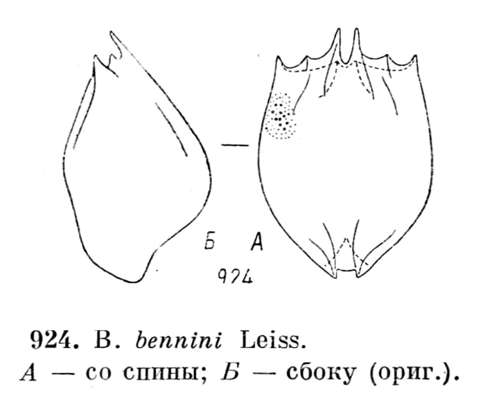 Brachionus bennini