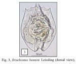 Brachionus bennini