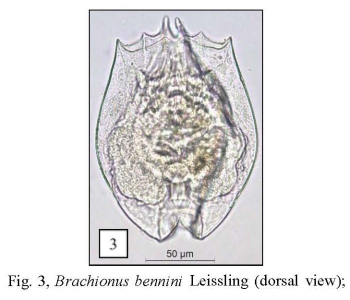 Brachionus bennini