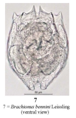Brachionus bennini