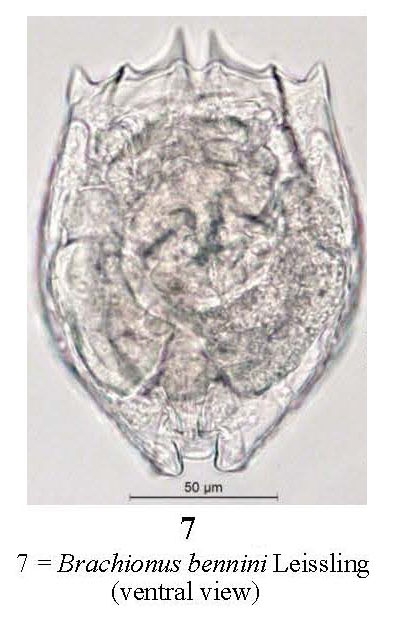 Brachionus bennini