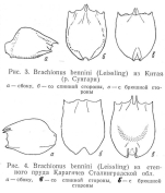 Brachionus bennini