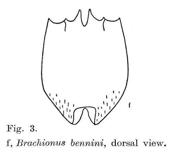 Brachionus bennini