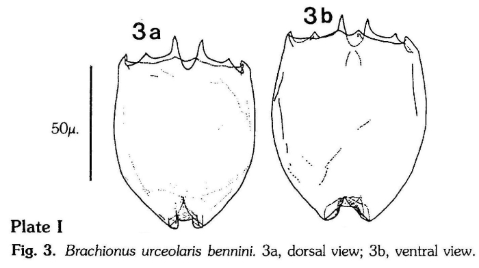 Brachionus bennini