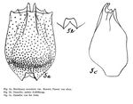 Brachionus bennini - Original description image