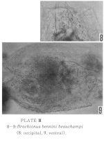 Brachionus bennini beauchampi - Original description image