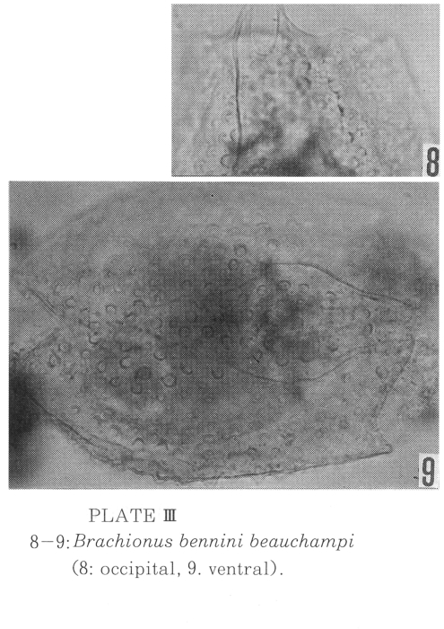 Brachionus bennini beauchampi - Original description image