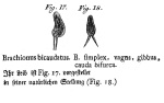 Brachionus bicaudatus - Original description image