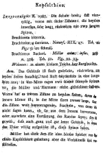 Brachionus bicornis - Original description image