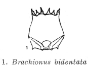 Brachionus bidentatus