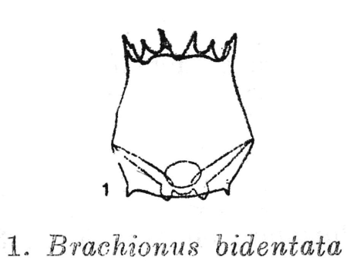 Brachionus bidentatus Brachionus bidentatus