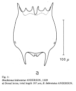 Brachionus bidentatus