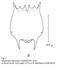 Brachionus bidentatus